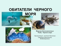 Презентация Обитатели черного моря Материал можно использовать для внеклассной работы