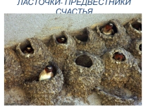 Проект Ласточки. Их разновидность и жизнь