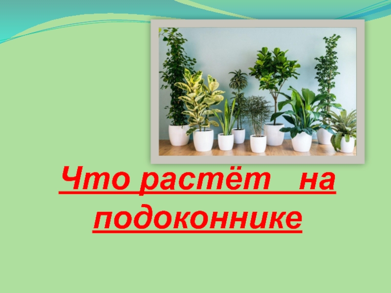 Презентация ПРЕЗЕНТАЦИЯ ПО ОКРУЖАЮЩЕМУ МИРУ НА ТЕМУ Что растет на подоконнике