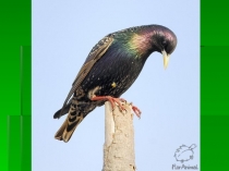 Презентация по литературному чтению по рассказу Куприна Скворцы