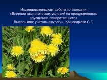 Исследовательская работа по экологии Влияние экологических условий на продуктивность одуванчика лекарственного