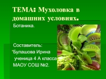 Презентация по окружающему миру (проект) Мухоловка2