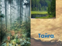 Тайга.