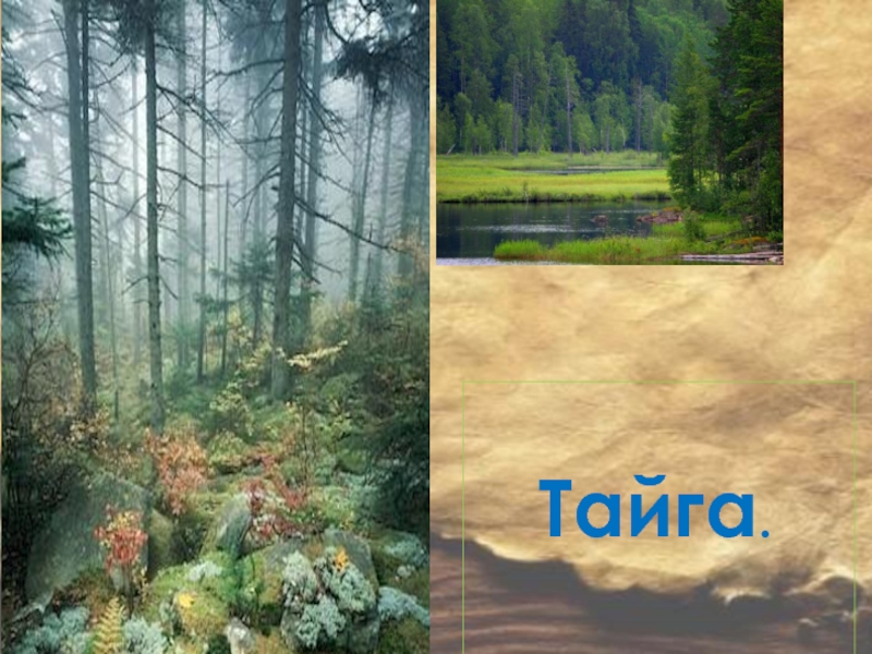 Тайга.
