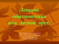 Презентация по окружающему миру Растения нашего региона. Лещина обыкновенная