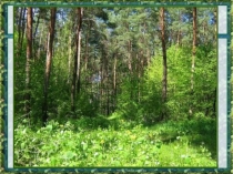 Презентация Какие бывают растения