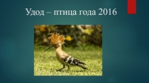 Презентация Птица года 2016 - удод