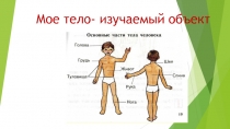 Презентация Мое тело изучаемый объект