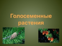Презентация по биологии Голосеменные растения