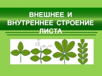 Презентация по биологии Внешнее и внутреннее строение листа (6-7 класс)