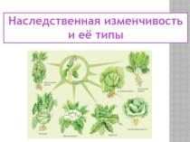 Презентация по биологии на тему Наследственная изменчивость и её типы