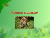 Презентация Кошки в дикой природе