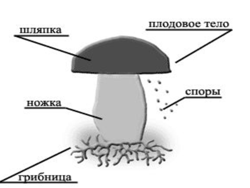 Презентация Грибы. Разнообразие грибов (2 класс)