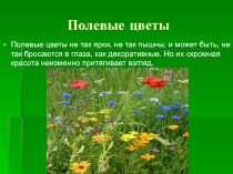 Полевые цветы