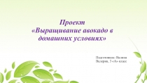 Презентация к проекту Выращивание авокадо из семени