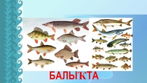 Презентация к уроку башкирского языка по теме Рыбы (5 класс)