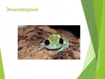 Презентация по окружающему миру Земноводные