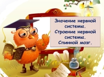 Презентация Строение головного мозга. Функции продолговатого и среднего мозга, моста и мозжечка.