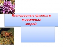 Презентация  Морские животные