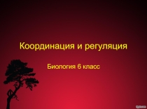 Координация и регуляция (презентация к уроку 6 класс)