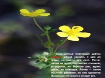 Презентация по окружающему миру в 1 классе Почему нельзя рвать цветы и ловить бабочек? часть 2