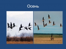 Презентация к уроку русского языка Разделительный мягкий знак (5 класс)