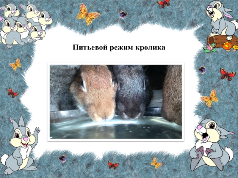 Презентация к исследовательскому проекту на тему: Как я научился ухаживать за кроликами Питьевой режим кролика Питьевой режим кролика
