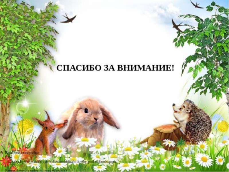 Презентация к исследовательскому проекту на тему: Как я научился ухаживать за кроликами
