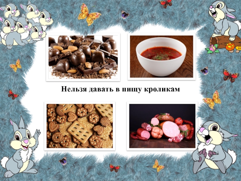 Презентация к исследовательскому проекту на тему: Как я научился ухаживать за кроликами Нельзя давать в пищу кроликам Нельзя давать в пищу кроликам