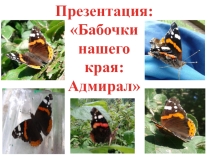 Презентация Бабочки нашего края: Адмирал.