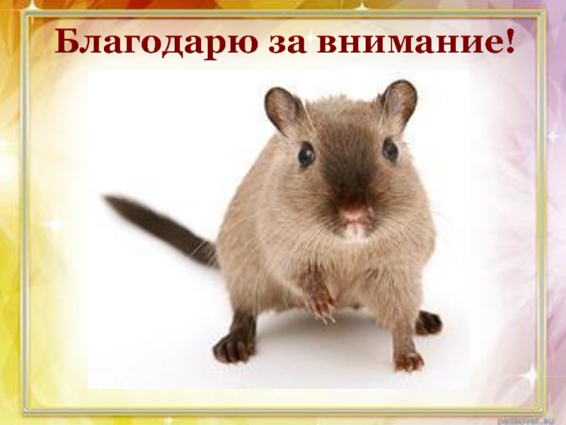 Презентация проекта Монгольские песчанки Благодарю за внимание! Благодарю за внимание!