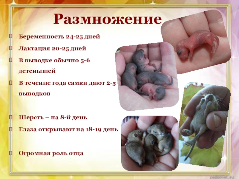 Презентация проекта Монгольские песчанки РазмножениеБеременность 24-25 днейЛактация 20-25 днейВ выводке обычно 5-6 детенышей В течение РазмножениеБеременность 24-25 днейЛактация 20-25 днейВ выводке обычно 5-6 детенышей В течение года самки дают 2-5 выводков Шерсть