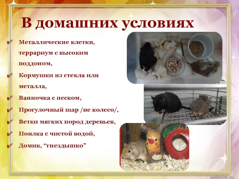 Презентация проекта Монгольские песчанки В домашних условияхМеталлические клетки, террариум с высоким поддоном,Кормушки из стекла или В домашних условияхМеталлические клетки, террариум с высоким поддоном,Кормушки из стекла или металла,Ванночка с песком,Прогулочный шар /не колесо/,Ветки