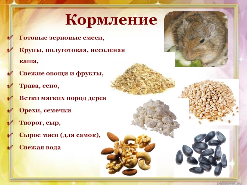 Презентация проекта Монгольские песчанки КормлениеГотовые зерновые смеси,Крупы, полуготовая, несоленая каша,Свежие овощи и фрукты,Трава, сено,Ветки мягких КормлениеГотовые зерновые смеси,Крупы, полуготовая, несоленая каша,Свежие овощи и фрукты,Трава, сено,Ветки мягких пород деревьев,Орехи, семечкиТворог, сыр,Сырое мясо (для