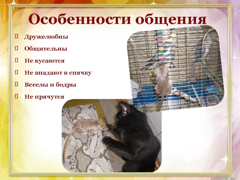 Презентация проекта Монгольские песчанки Особенности общенияДружелюбныОбщительны Не кусаютсяНе впадают в спячкуВеселы и бодрыНе прячутся Особенности общенияДружелюбныОбщительны Не кусаютсяНе впадают в спячкуВеселы и бодрыНе прячутся