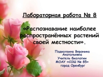 Презентация по биологии на тему Практическая работа № 8 Распознавание наиболее распространённых растений своей местности (7 класс)