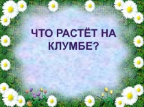 Что растёт на клумбе