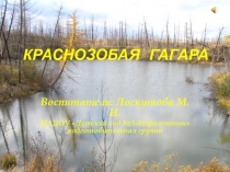 Презентация по ознакомлению с окружающим Краснозобая гагара старшая группа ДС