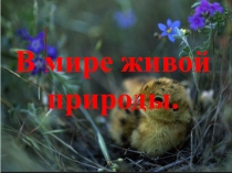 Презентация по окружающему миру на тему В мире живой природы. На опушке. (2 класс)