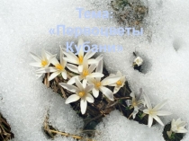 Урок, Презентация Первоцветы Кубани