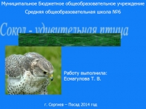 Презентация по окружающему миру Сокол - удивительная птица