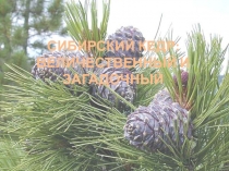 Презентация по окружающему миру Сибирский кедр