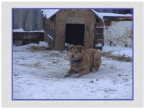 Презентация по окружающему миру на тему Кошки в нашем доме (1 класс)