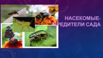 Насекомые- вредители сада.