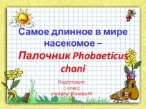 Самое длинное насекомое в мире презентация к уроку окружающего мира