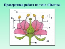 Соцветия