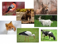 Презентация внеурочного занятия социального направления Что мы знаем о птицах