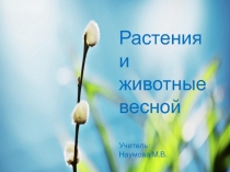 Презентация по окружающему миру  Растения и животные весной