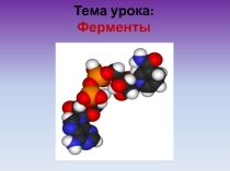 Презентация к уроку биологии в 9 классе Ферменты