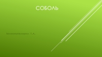 Презентация по биологии на тему Соболь (7 класс)